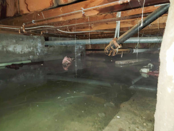Best Emergency water damage restoration  in Fenton, MI