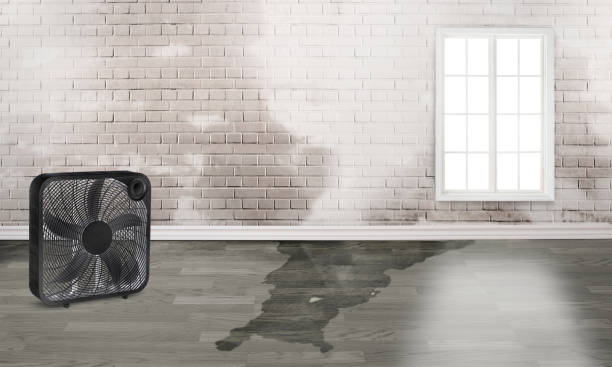 Best Basement water damage restoration  in Fenton, MI